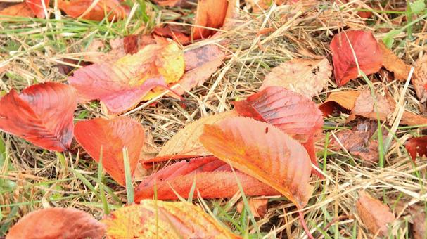 11月の鮮やかな落葉 紅葉,秋,落葉の写真素材