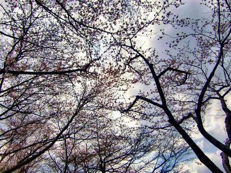 桜の季節-33 桜の季節-33の写真