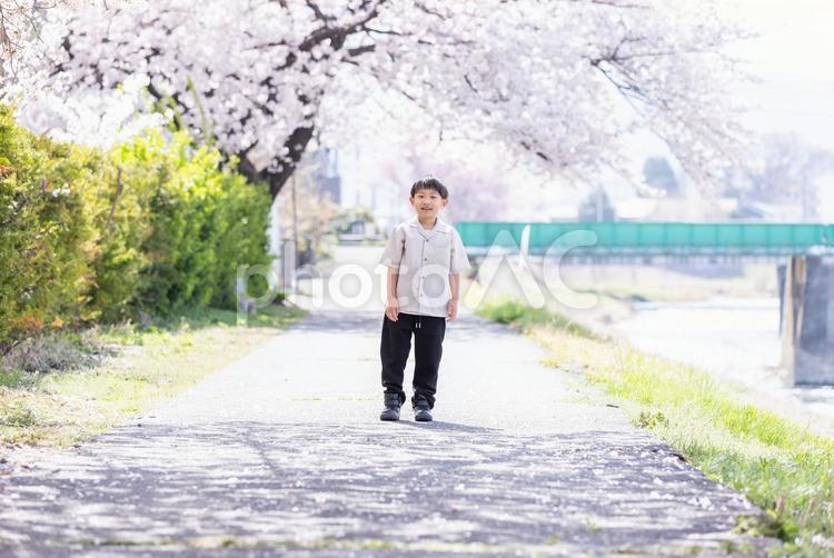 桜の下で微笑む男の子 桜,小学生,ランドセルの写真素材