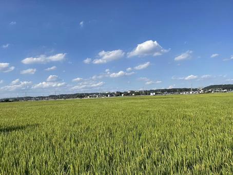 夏の田んぼ 夏の田んぼの写真