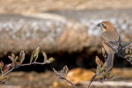 Shrike perched on a branch, copy space, mos, hyperbird, wild bird, JPG