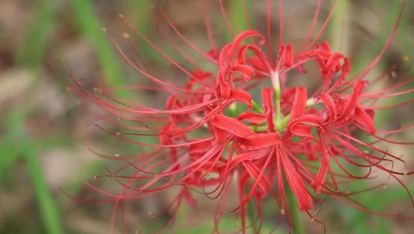 深紅の絨毯 深紅の絨毯の写真
