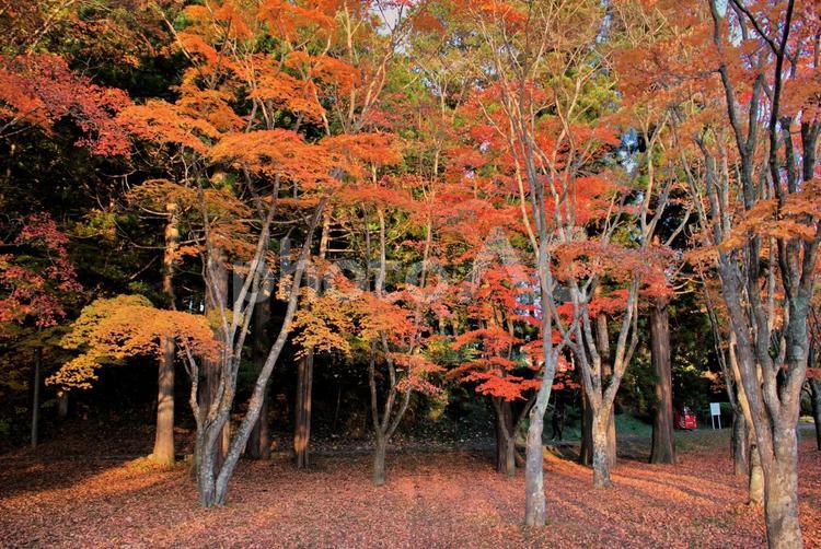 函館赤川水源地　秋 紅葉,もみじ,秋の写真素材