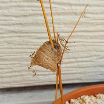 カマキリ カマキリの写真