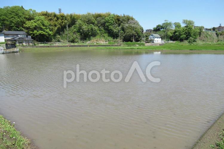 湖沼のように広い郊外の水田 田んぼ,水田,水の写真素材