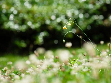 玉ボケと小さな花 玉ボケと小さな花 花,植物,草原の写真素材