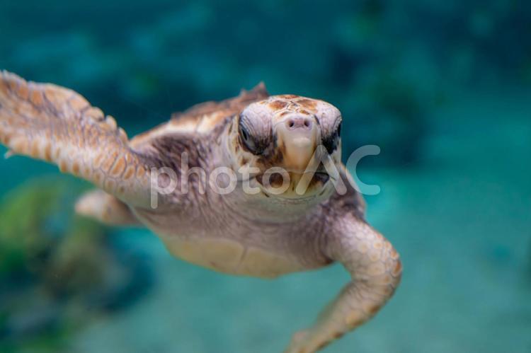 元気に泳ぐウミガメの赤ちゃん アオウミガメ,うみがめ,かめの写真素材