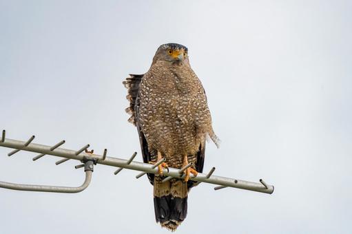 Photo, bird, birds, wild, 