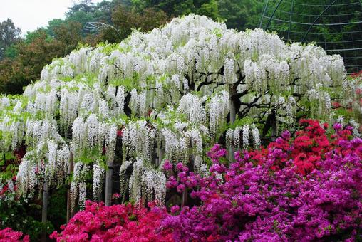 春の足利フラワーパーク 春の足利フラワーパーク 栃木県,足利市,足利フラワーパークの写真素材