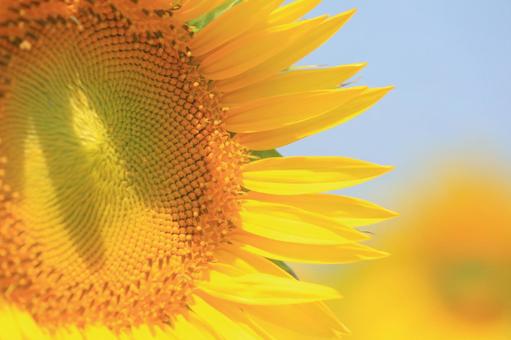 向日葵の花 パステル調 向日葵の花 パステル調 ひまわり畑,向日葵,夏の写真素材