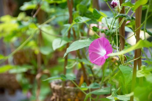 朝顔 朝顔 アサガオ,夏素材,朝顔の写真素材