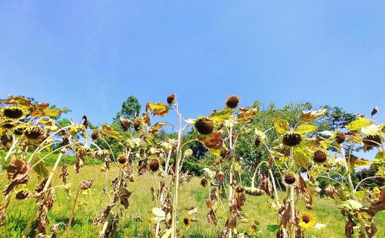 酷暑の夏・ひまわり畑 ひまわり畑,夏,花の写真素材