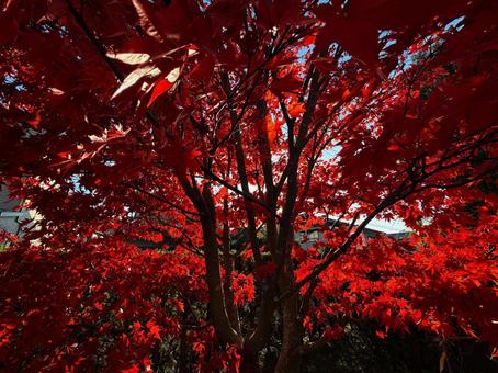 燃えるようなモミジの下で イロハモミジ,青空,樹木の写真素材
