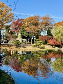 秋の昼間の紫式部公園　11月　紅葉 11月,昼間,カラフルの写真素材