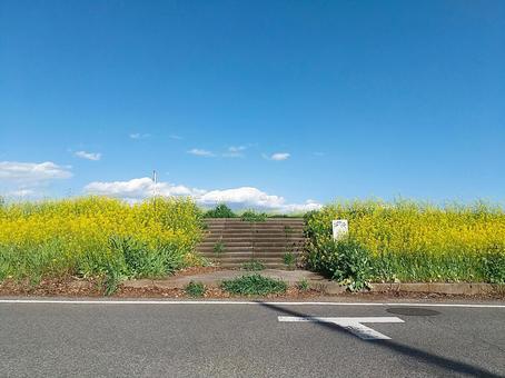 青空の下、満開の菜の花が香る春の階段 菜の花,青空,階段の写真素材