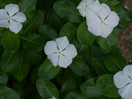 白い花 白い花,ニチニチソウ,可愛い花の写真素材