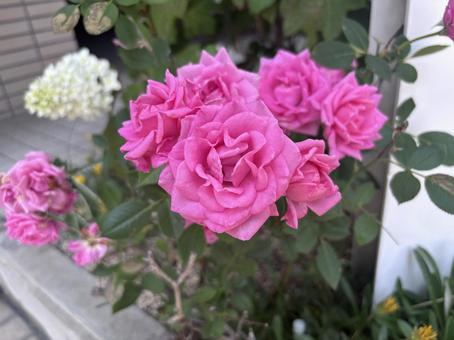 ピンクの薔薇 ピンクの薔薇の写真