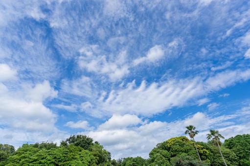 新緑と空と雲 新緑と空と雲の写真