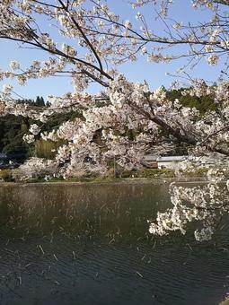 桜と池 桜と池の写真