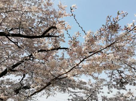 花見 花見の写真