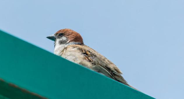 道の駅でターコイズの屋根で空を見上げる雀 スズメ,雀,野鳥の写真素材