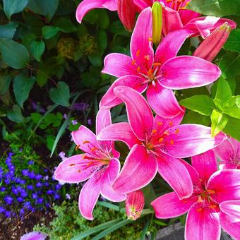 赤いユリとロベリア 赤いユリとロベリア 百合,赤い,花の写真素材