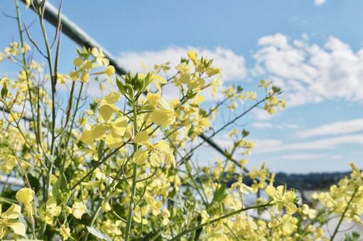黄色い花 黄色い花の写真