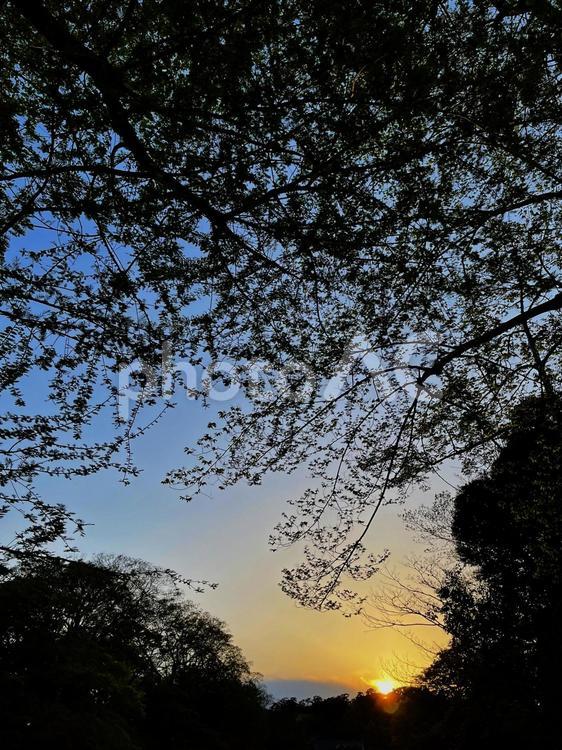 井の頭公園の夕焼け 公園,夕暮れ,夕方の写真素材