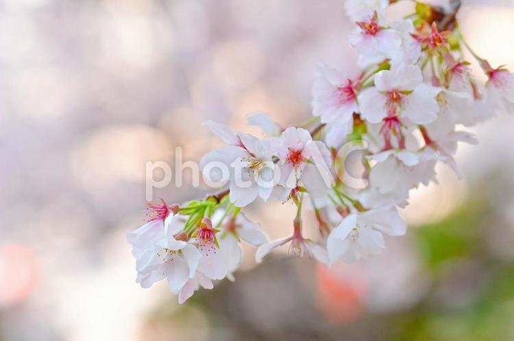 満開のソメイヨシノ さくら,桜,ソメイヨシノの写真素材