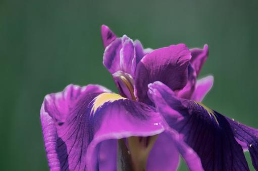Iris, JPG