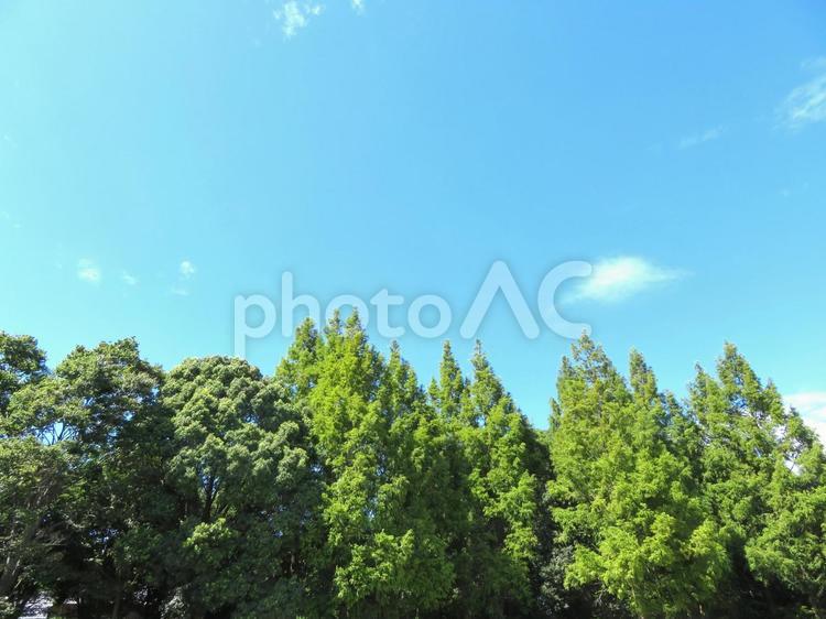 緑の木々と青空 青空,木々,緑の写真素材