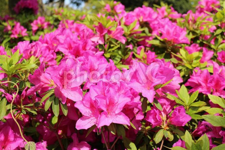 こんもりと咲くつつじ つつじ,満開,ピンクの花の写真素材