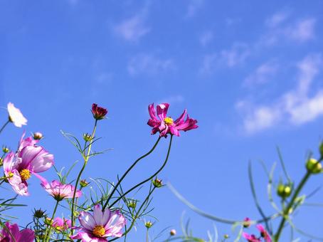 Autumn cherry blossoms stretching into the sky, JPG