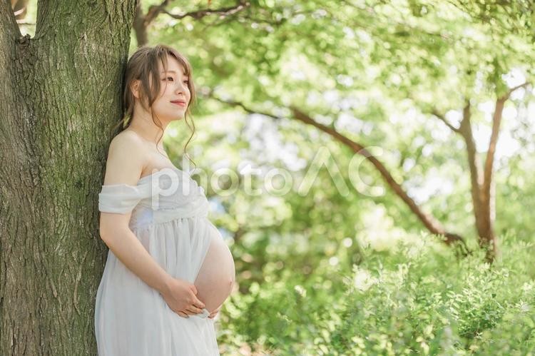 新緑の中マタニティフォトの撮影をする妊婦 妊婦,妊娠,マタニティフォトの写真素材