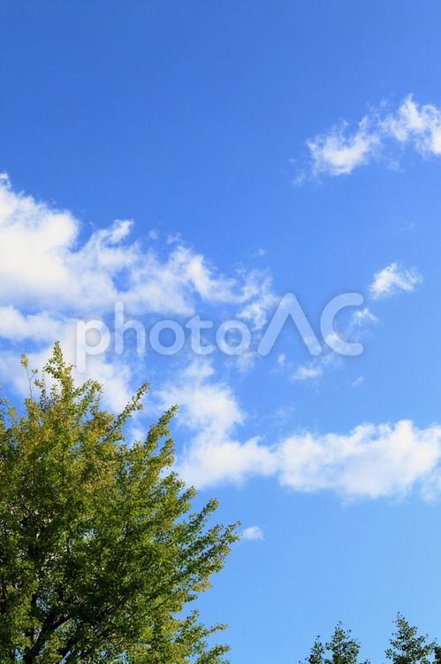 銀杏の木 銀杏,青空,自然の写真素材