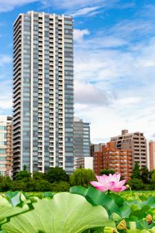 不忍池2025夏4 不忍池2025夏4 蓮の花,花,蓮の写真素材
