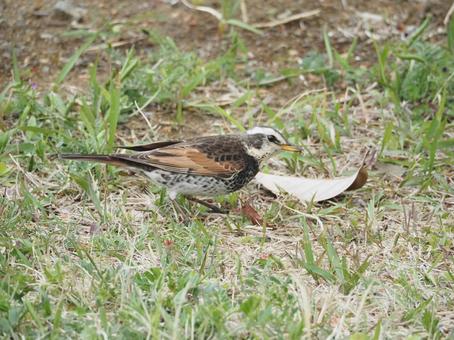 ツグミ 野鳥 芝生 ツグミ 野鳥 芝生 ツグミ,野鳥,芝生の写真素材