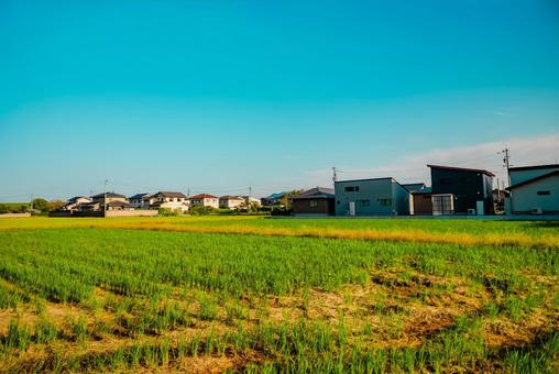 【島根】輝いてたすすき 島根,風景,shimaneの写真素材