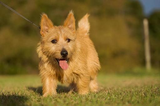 ワンコのポートレート 犬,ノーリッチテリア,ワンコの写真素材