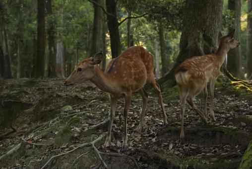 奈良県春日大社 原生林の野生の鹿 奈良県春日大社 原生林の野生の鹿の写真