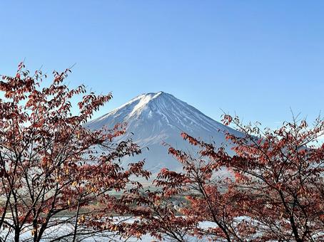 河口湖畔の桜紅葉越しに見る富士山 富士山,桜紅葉,河口湖の写真素材