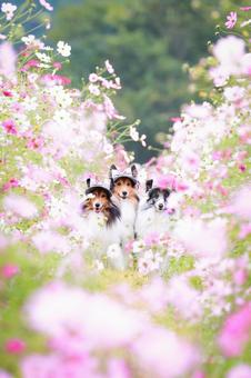 シェルティ コスモス,犬,シェルティの写真素材