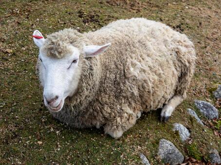 [動物]羊の写真