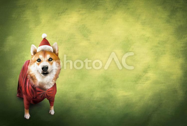 柴犬　サンタクロース2 柴犬,サンタクロース,クリスマスの写真素材