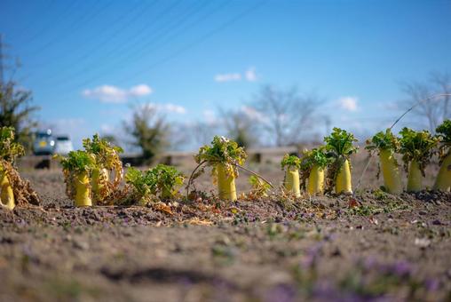青空と畑で育つ大根 大根,だいこん,野菜の写真素材