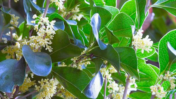 ギンモクセイ（銀木犀）の写真