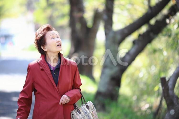 空を見上げるシニア女性　屋外 シニア,女性,屋外の写真素材