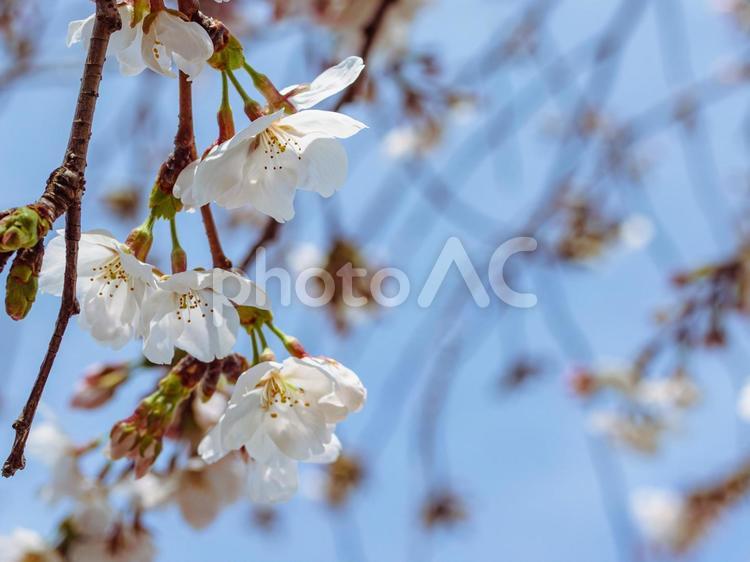 ソメイヨシノ桜ｰ12 ソメイヨシノ,さくら,桜の写真素材