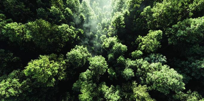 森林の多様性、美しい緑の写真