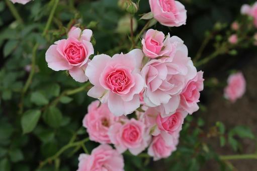 バラ園にてかわいい薔薇を撮りました バラ園にてかわいい薔薇を撮りましたの写真